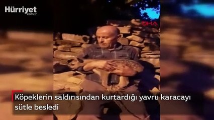 Köpeklerin saldırısından kurtardığı yavru karacayı sütle besledi