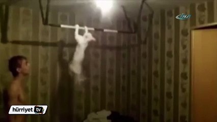 Barfiks çeken kedi