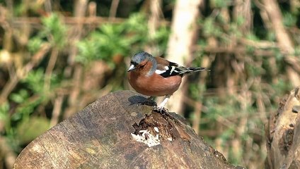 Finches Birds