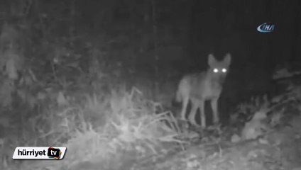 Kurtlar fotokapana yakalandı