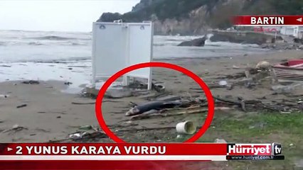 İNKUM'DA 2 YUNUS KARAYA VURDU