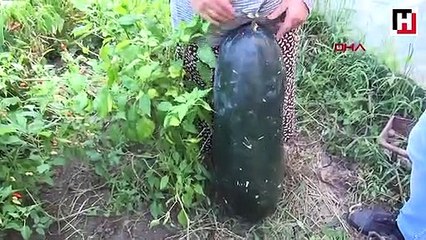 Çin salatalıkları 1 metreye ulaşınca paniğe kapıldı