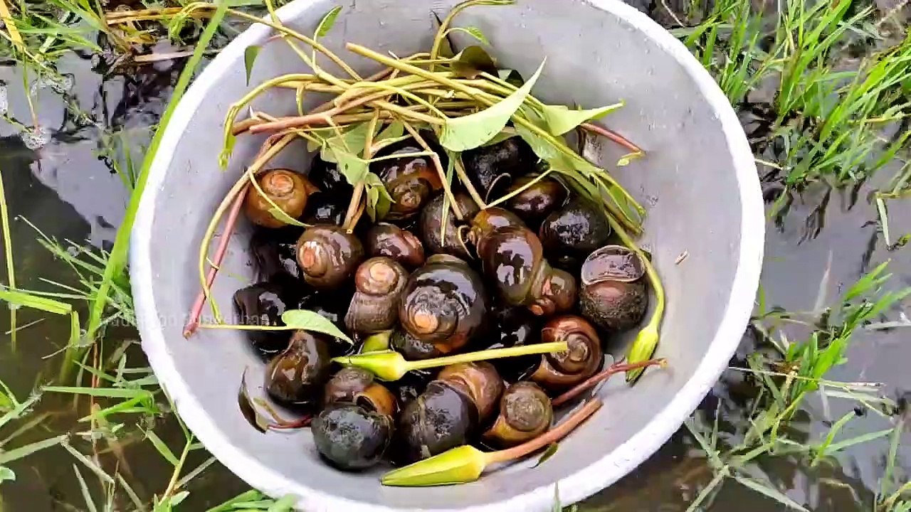 Collecting snails from wetlands in rain and cooking ।। Snail recipe