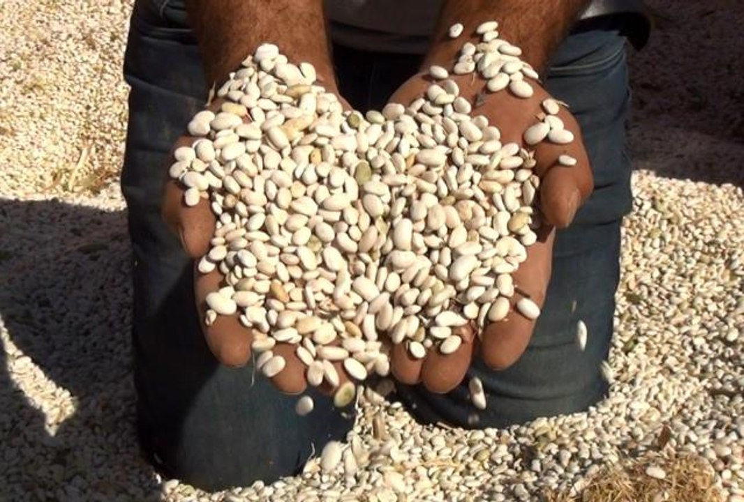 Bitlis ekonomi haberi: Türkiye'nin kuru fasulye ihtiyacını yüzde 8'ini Ahlat karşılıyor