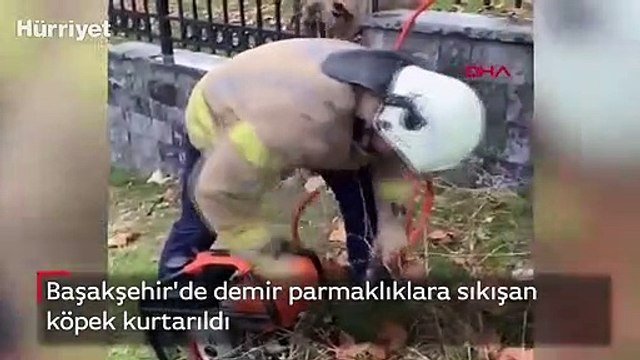 Başakşehir'de demir parmaklıklara sıkışan köpek kurtarıldı