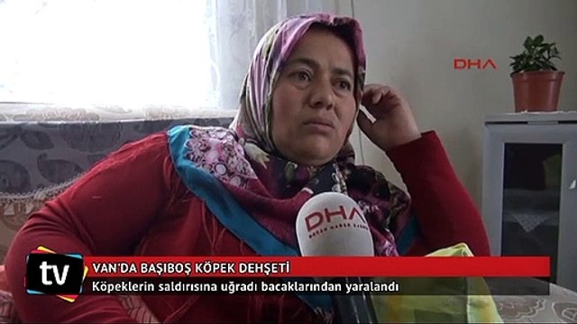Van’da başıboş köpek dehşeti