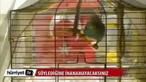 'Başbakan Recep Tayyip Erdoğan' diyen muhabbet kuşu
