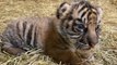 Naissance d'un bébé tigre au zoo d'Amiens, une bonne nouvelle pour cette espèce en danger critique d'extinction