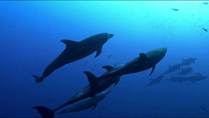 L'allarme del Wwf sulla biodiversità: -69% vertebrati dal 1970