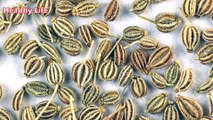 जीरा के फायदे  Benefits of Cumin Seeds jira ke fayde jeera ke fayde  jeeru na fayda jeera na fayda