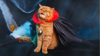 These are the 10 cutest cat Halloween costumes ever