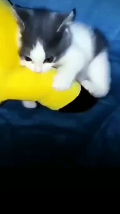 Cat funny