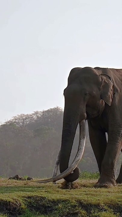 Elephant video