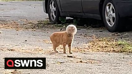Kitten rescued after found with glass bowl on head - then nicknamed Buzz Lightyear