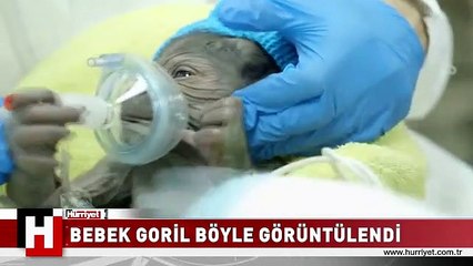GORİL SEZARYENLE DOĞUM YAPTI