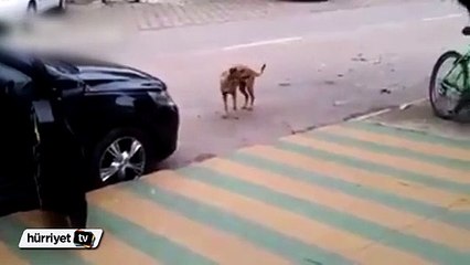 Müziği duyduğunda oynamaya başlayan köpek