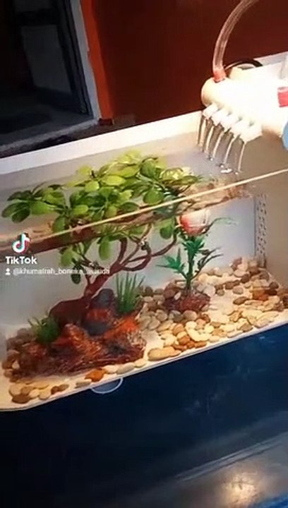 AQUARIUM MINI