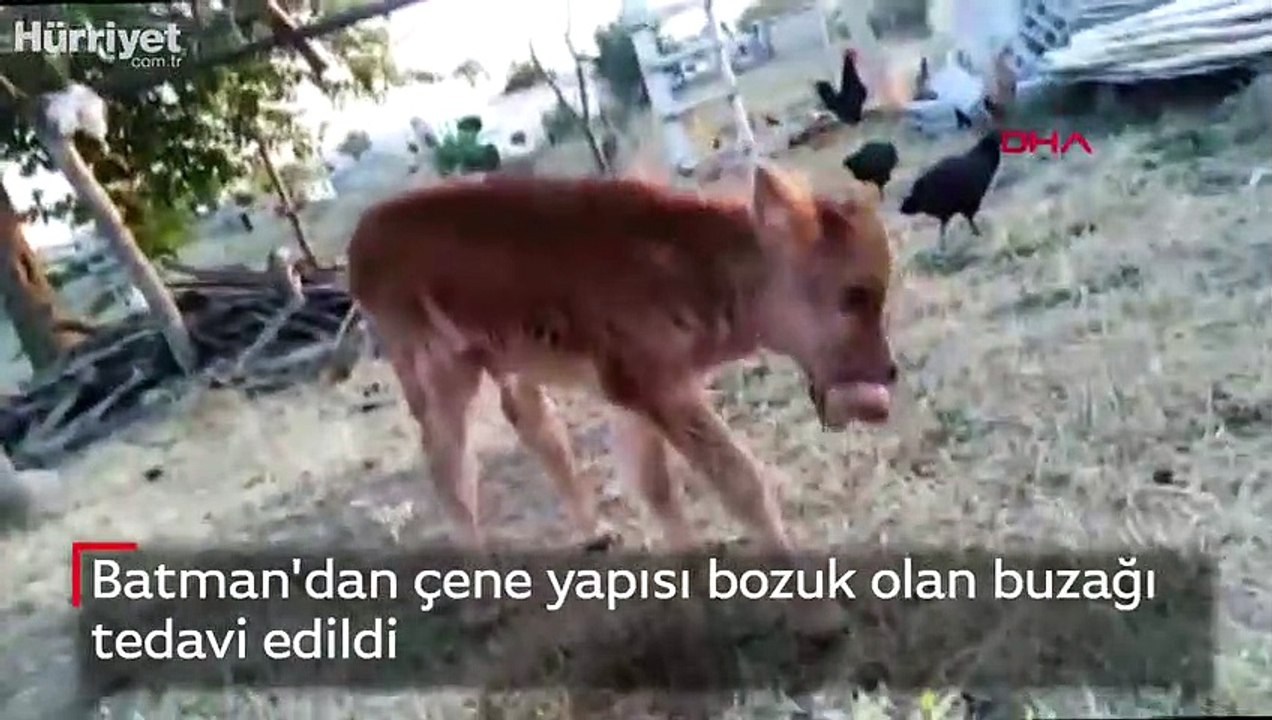 Doğuştan çene yapısı bozuk olan buzağı tedavi edildi