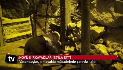 Batman'da bir köyü "kırkayak"lar istila etti