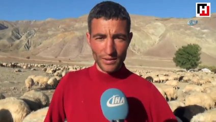 Çoban köpeğinden vefa örneği