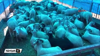 Kurban pazarında hamilelik testi