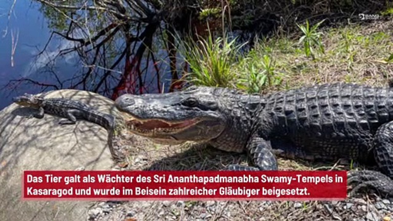 Indien: 'Göttliches' Krokodil begraben