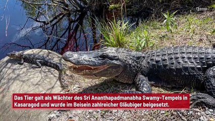 Indien: "Göttliches" Krokodil begraben