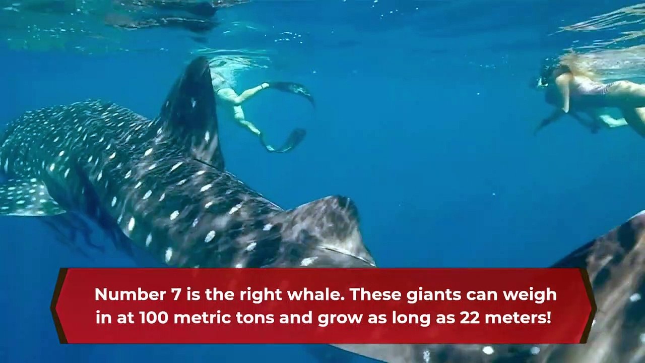 Top 10 biggest animal in the world