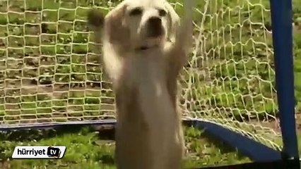 Sevimli köpek rekorlar kitabına girdi