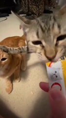 10 Terlucu "Gaya Makan & Minum Kucing"