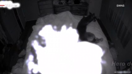 Moment Family Dog Senses When Owner is About to Have a Seizure