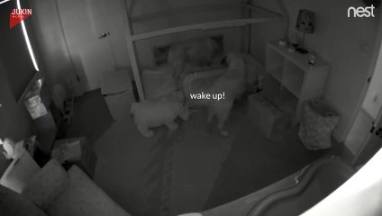 Bebeğin odadan kaçmasına yardım eden köpekler