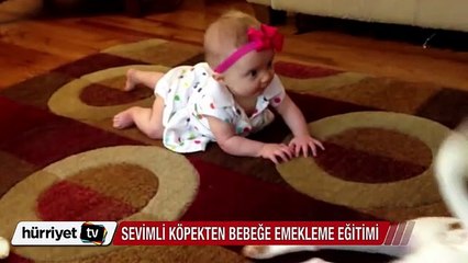 Sevimli köpekten bebeğe emekleme eğitimi