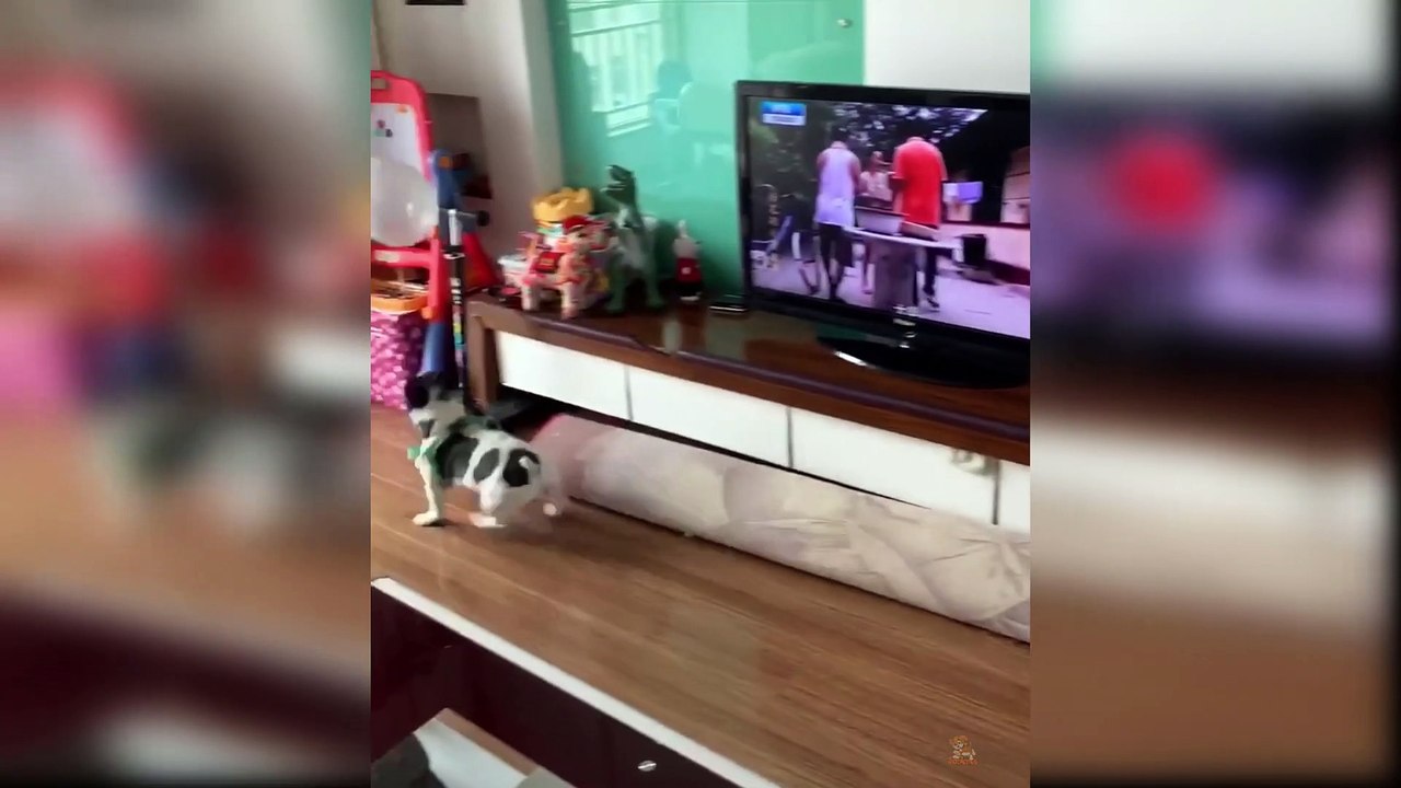 Baby Dogs - Funny and Cute Baby Dog Videos Compilation #2 Full-HD