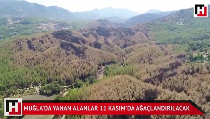 Muğla'da yanan alanlar 11 Kasım'da ağaçlandırılacak
