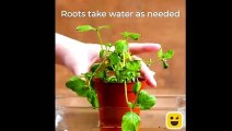 Clever plant hacks  that will grow your plant .