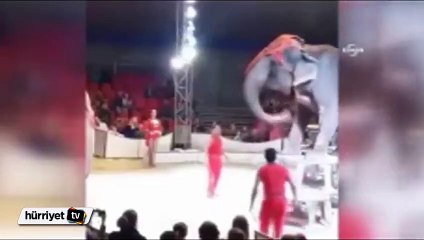 Sirkte 2 metre yükseklikten düşen fil korkulu anlar yaşattı