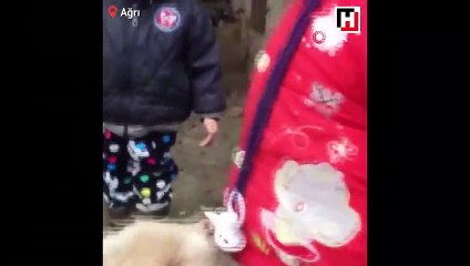 Yavru keçiyle emzik mücadelesi veren ufaklık