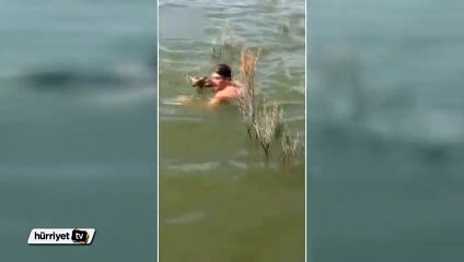 Yeni doğan geyiği gölden böyle kurtardı