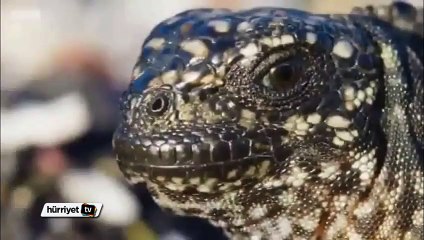 Sosyal medyayı çılgına çeviren video
