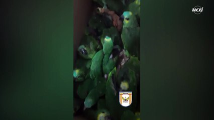 Sargento da reserva da PM é detido com 42 pássaros silvestres