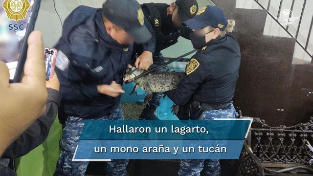 Tras cateo a banda Los Diamantes”, aseguran animales exóticos, drogas y armas