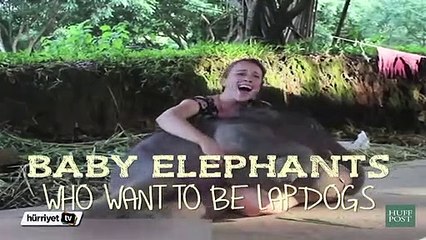 Bebek fil kendini yavru köpek sanarsa…