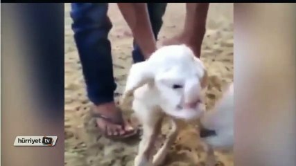 Bu kuzunun yüzü  yaşlı ve sinirli bir adamın yüzüne benziyor