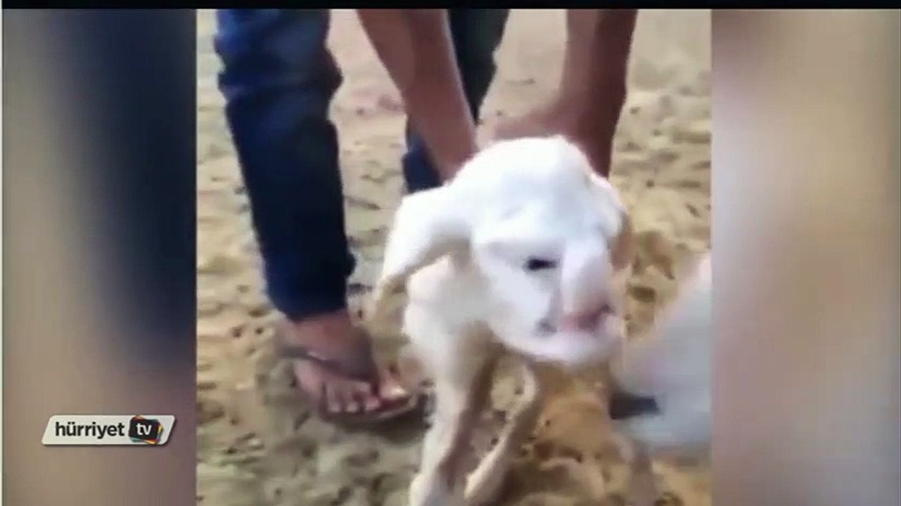 Bu kuzunun yüzü  yaşlı ve sinirli bir adamın yüzüne benziyor