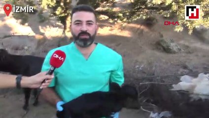 Cüce buzağı şaşırttı