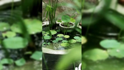 Pourquoi le son de la pluie nous apaise tant ?