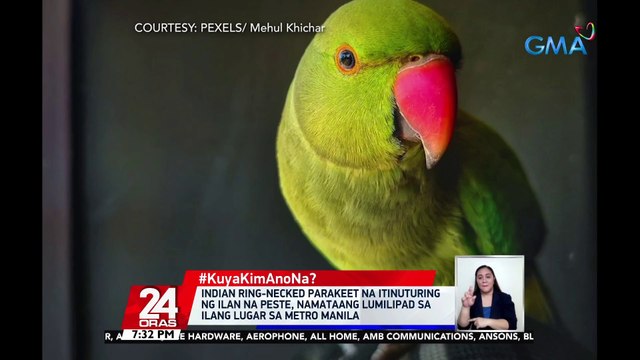 #KuyaKimAnoNa?: Indian Ring-Necked Parakeet na itinuturing ng ilan na peste, namataang lumilipad sa ilang lugar sa Metro Manila | 24 Oras