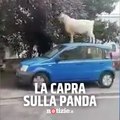 Una capra sale sulla macchina parcheggiata per mangiare meglio le foglie dell’albero