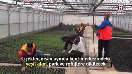 Belediye doğalgazlı seralarda çiçek yetiştiriyor